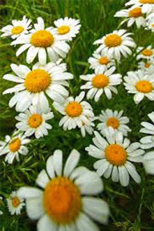German Chamomile Seeds - Heirloom, NON-GMO, 1000+ Seeds - Matricaria chamomilla