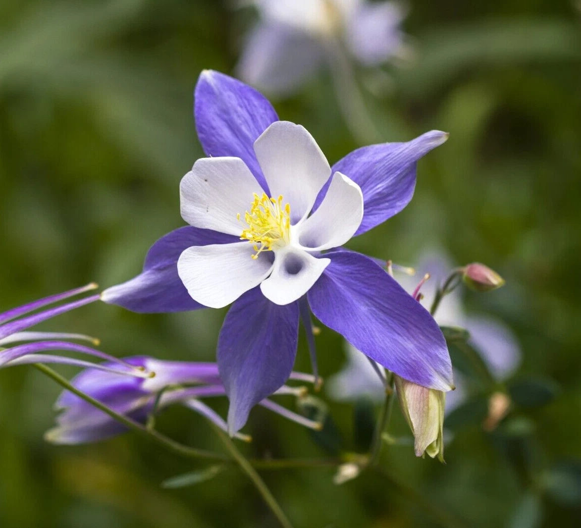 Blue Columbine Seeds, 50 Seeds, Aquilegia coerulea E. James, Perennial Flower, Easy to Grow, Garden Plant