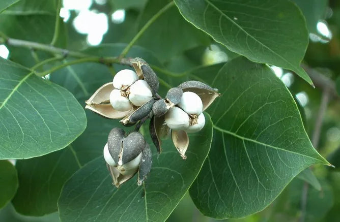 Chinese Tallow Tree Live Plant 1-2ft Bare Root Triadica Sebifera Ornam ...