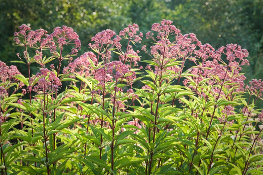 Joe Pye Weed Seeds - 50 Count - Butterfly & Hummingbird Attracting - Eupatorium purpureum - Free Shipping