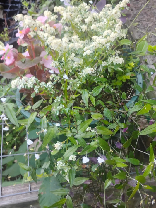 Assorted Basket Plants Set of 24 - 4+ Varieties - Ideal for Gardens and Decor - Perfect for Home or Office