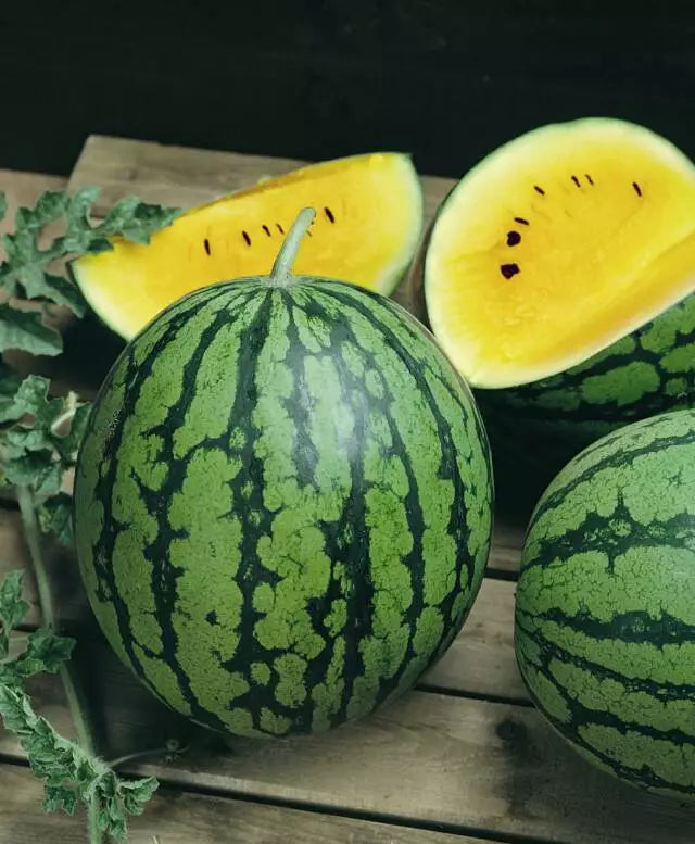 Baby Doll Yellow Watermelon Seeds - Compact Size, Extra Sweet, Bright Yellow Interior - Citrullus lanatus