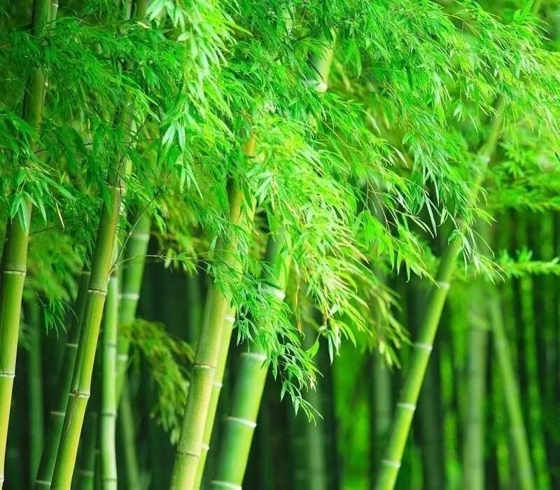 Giant Timber Bamboo Seeds | 100 Seeds | Exotic Fast Growing | Phyllostachys bambusoides