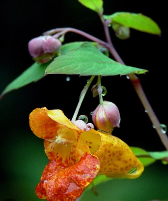 32 Bare Root Live Seedlings Impatiens Capensis Organic Hummingbird Paradise Flowers
