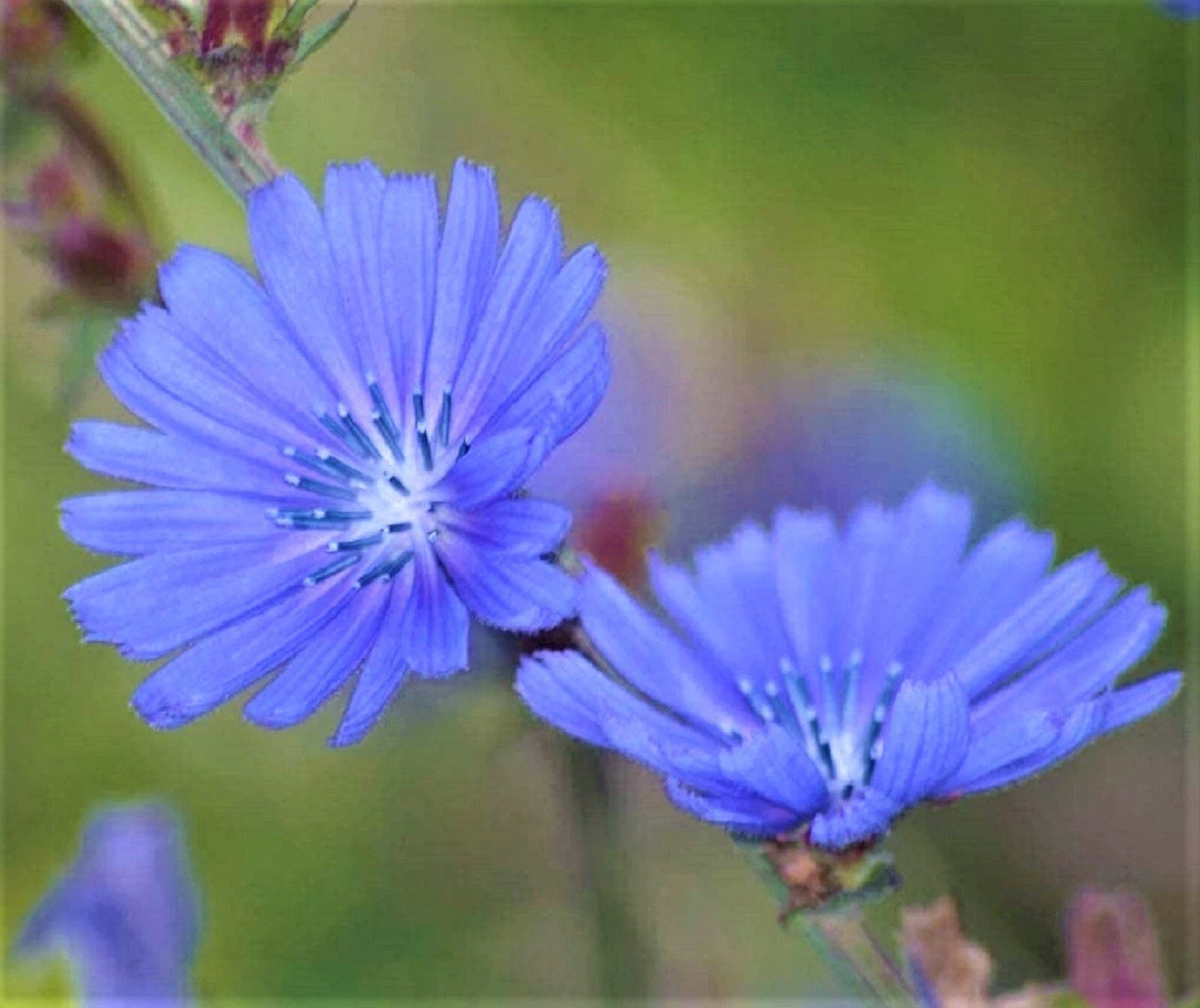 Blue Chicory Seeds 300+ Non-GMO Seeds - Cichorium intybus - Organic Garden Seeds for Flower and Edible Use