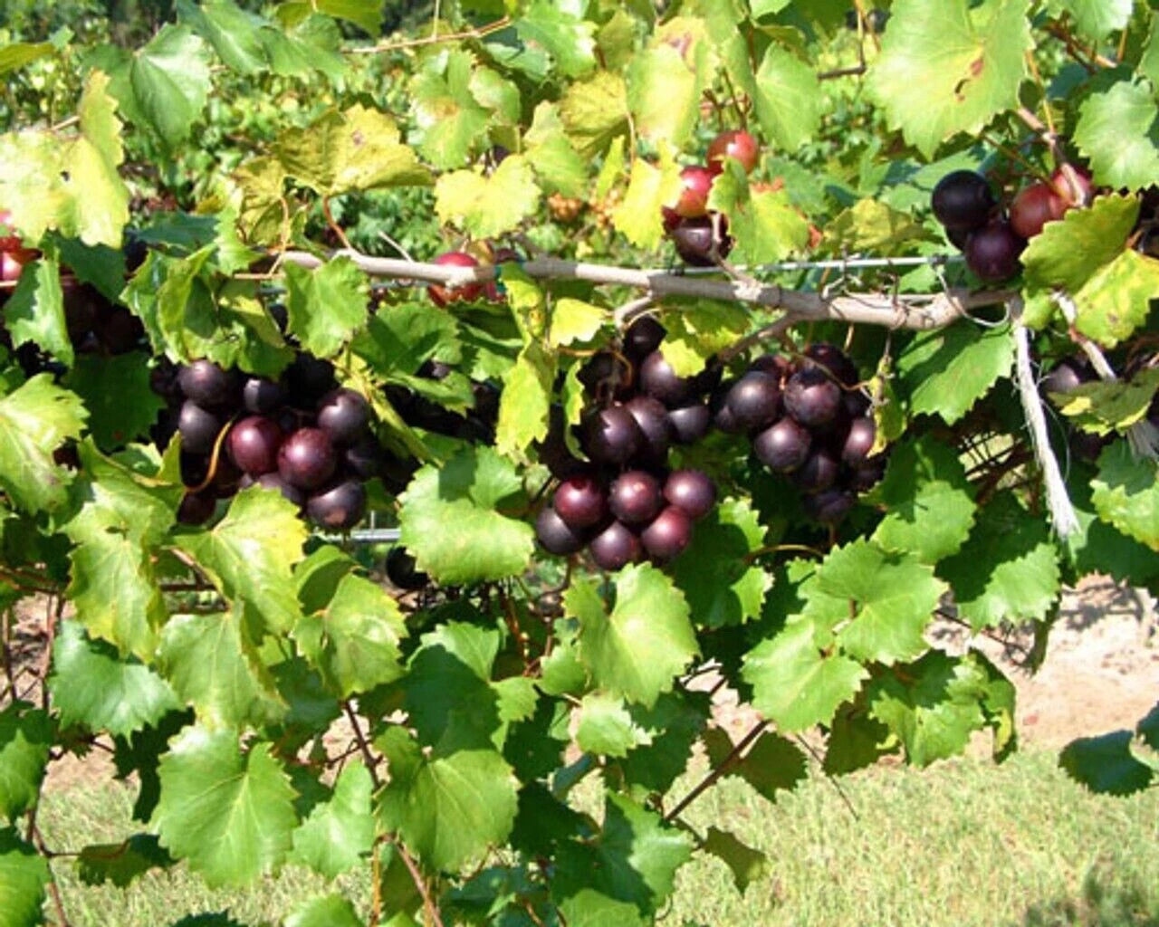 Muscadine Grape Plant - 5 Southern Home Vitis spp - Edible, Cold Hardy, Purple-Black Fruit, Wine & Jam Making