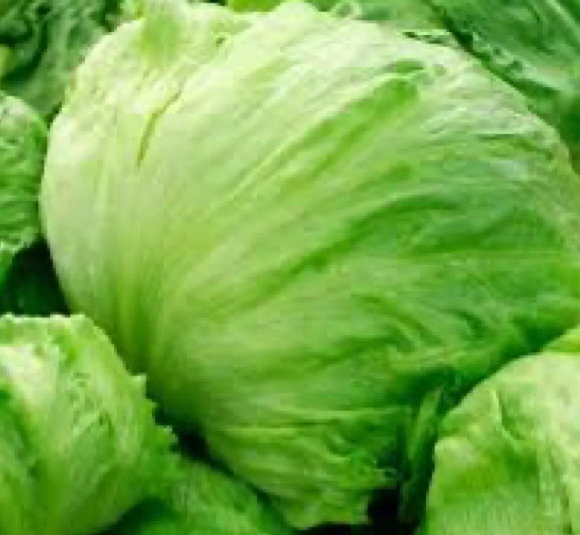 Iceberg Batavian Lettuce Seeds 1200+ Non-GMO (Lactuca sativa) | Organic Gardening | USA Free Shipping