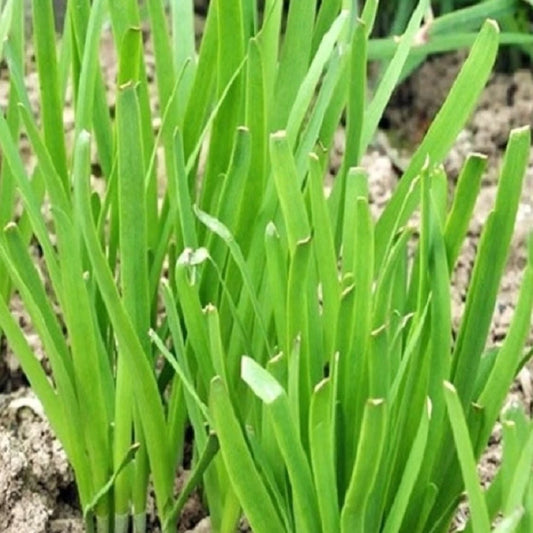 Garlic Chives Seeds | NON-GMO Heirloom | Organic Garden Seeds | Allium tuberosum