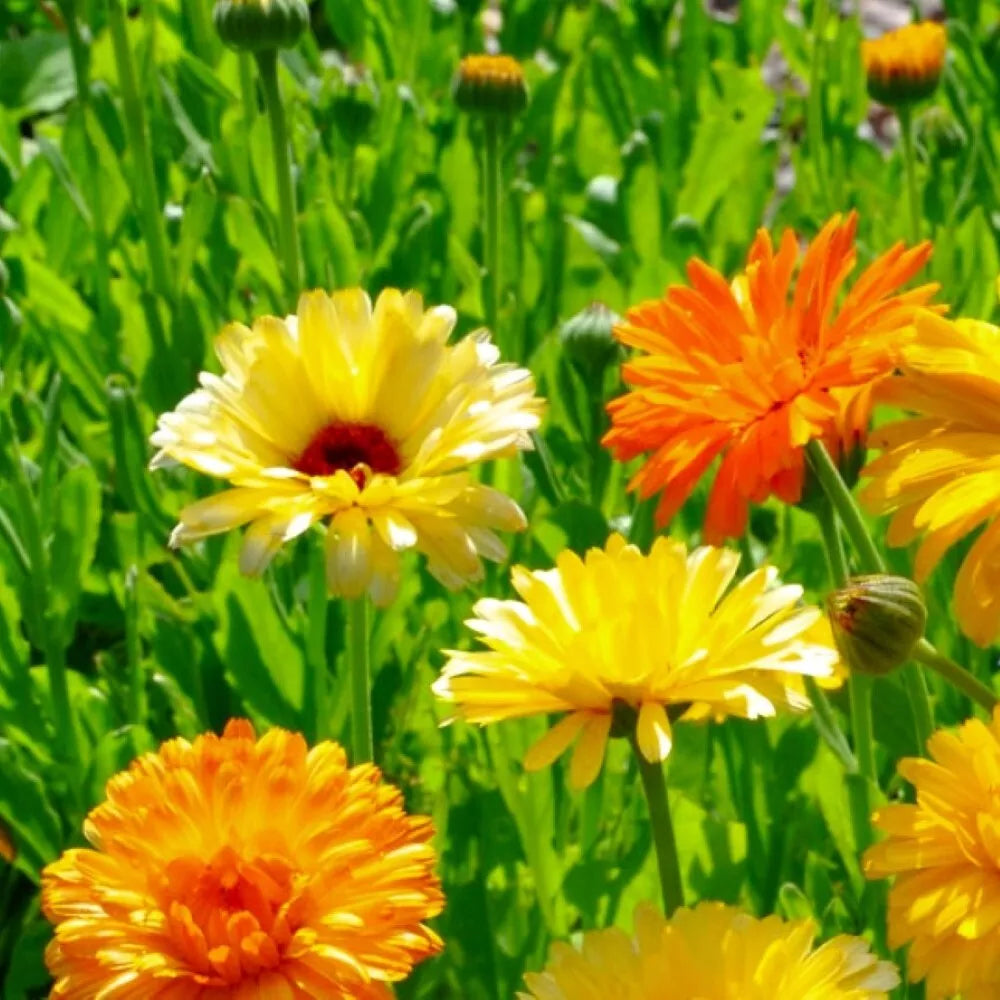Calendula Seeds | Pacific Beauty Mix | Heirloom Flower Seeds | Calendula officinalis