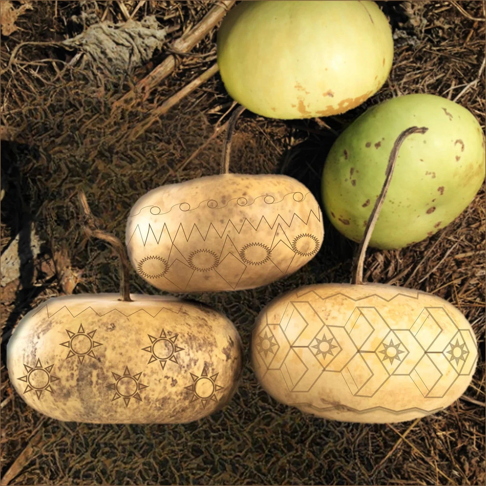 Corsican Gourd Seeds - Hard-Shelled Ornamental Gourds - Perfect for 2025 Planting - Cucurbita pepo