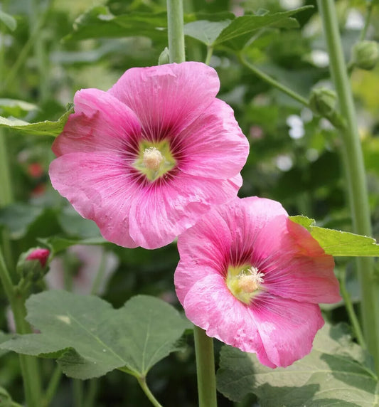 Hollyhock Flower Seeds - 35+ Heirloom Alcea Rosea - Perennial Garden Seeds - USA Grown, Free Shipping