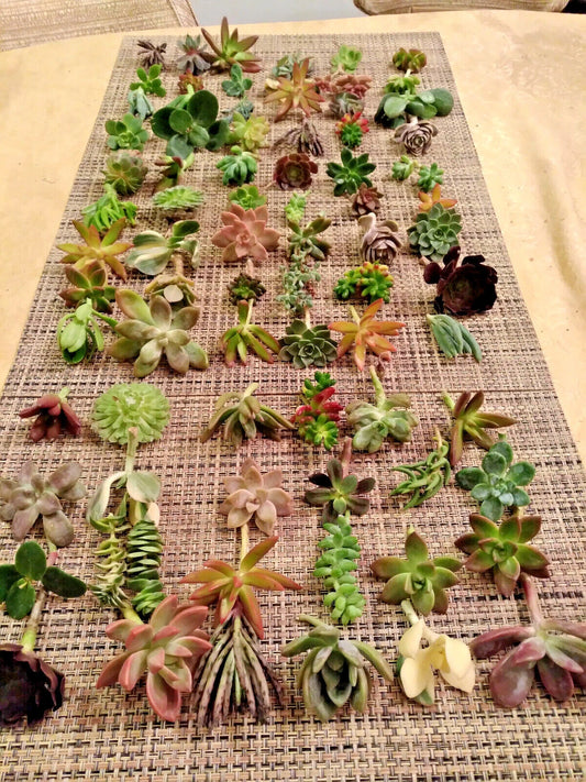 50 Succulent Cuttings Mix - 25 Varietals for Collection Starter - Perfect for Home Decor and Gardening - Various Colors