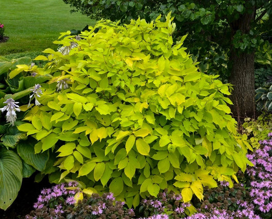 Aralia ‘Sun King’ Starter Plant - Japanese Spikenard - Shade Plant - Live Plant - Free Shipping