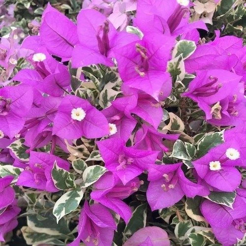 Bougainvillea Starter Plant - Blueberry Ice Variegated - Well Rooted - Bougainvillea spp.
