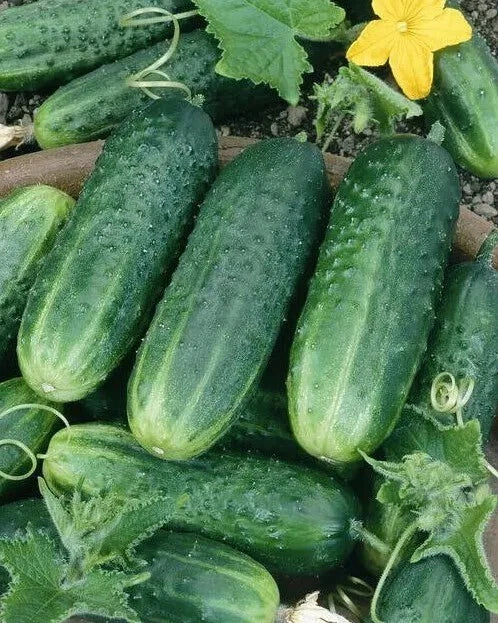 Carolina Cucumber Seeds - 100+ Heirloom Organic NON-GMO Seeds - Cucumis sativus