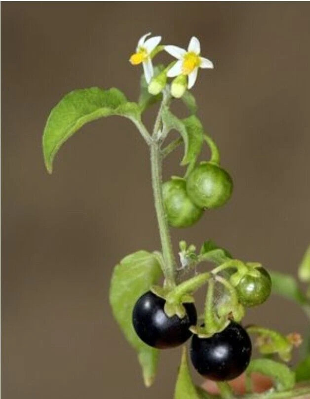AMERICAN NIGHTSHADE Seeds - 100+ Organic Seeds for Solanum nigrum/ptychanthum/Americanum