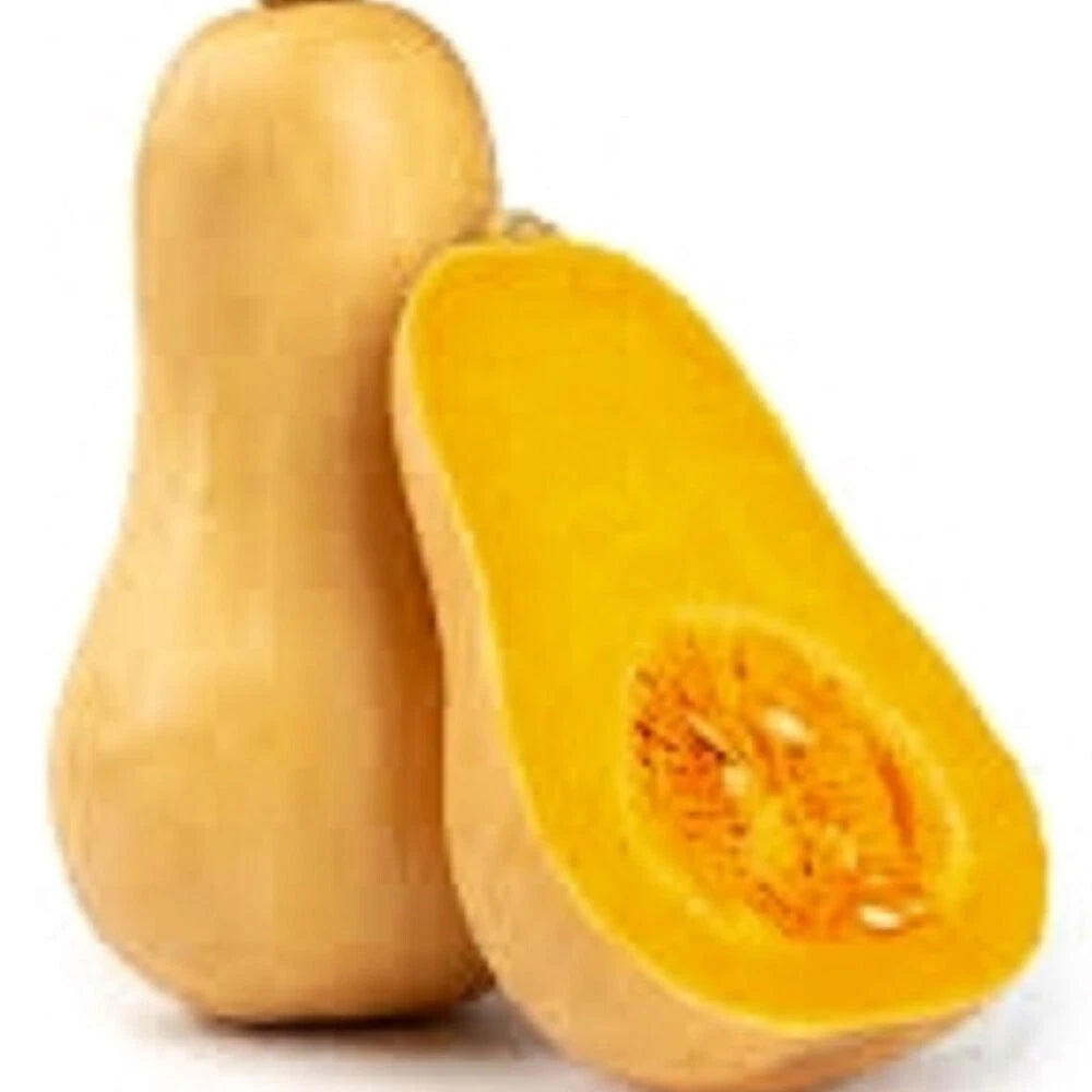 Butternut Winter Squash Seeds | Non-GMO Heirloom | Organic Vegetable Seeds | Cucurbita moschata