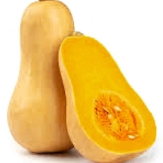 Butternut Winter Squash Seeds | Non-GMO Heirloom | Organic Vegetable Seeds | Cucurbita moschata