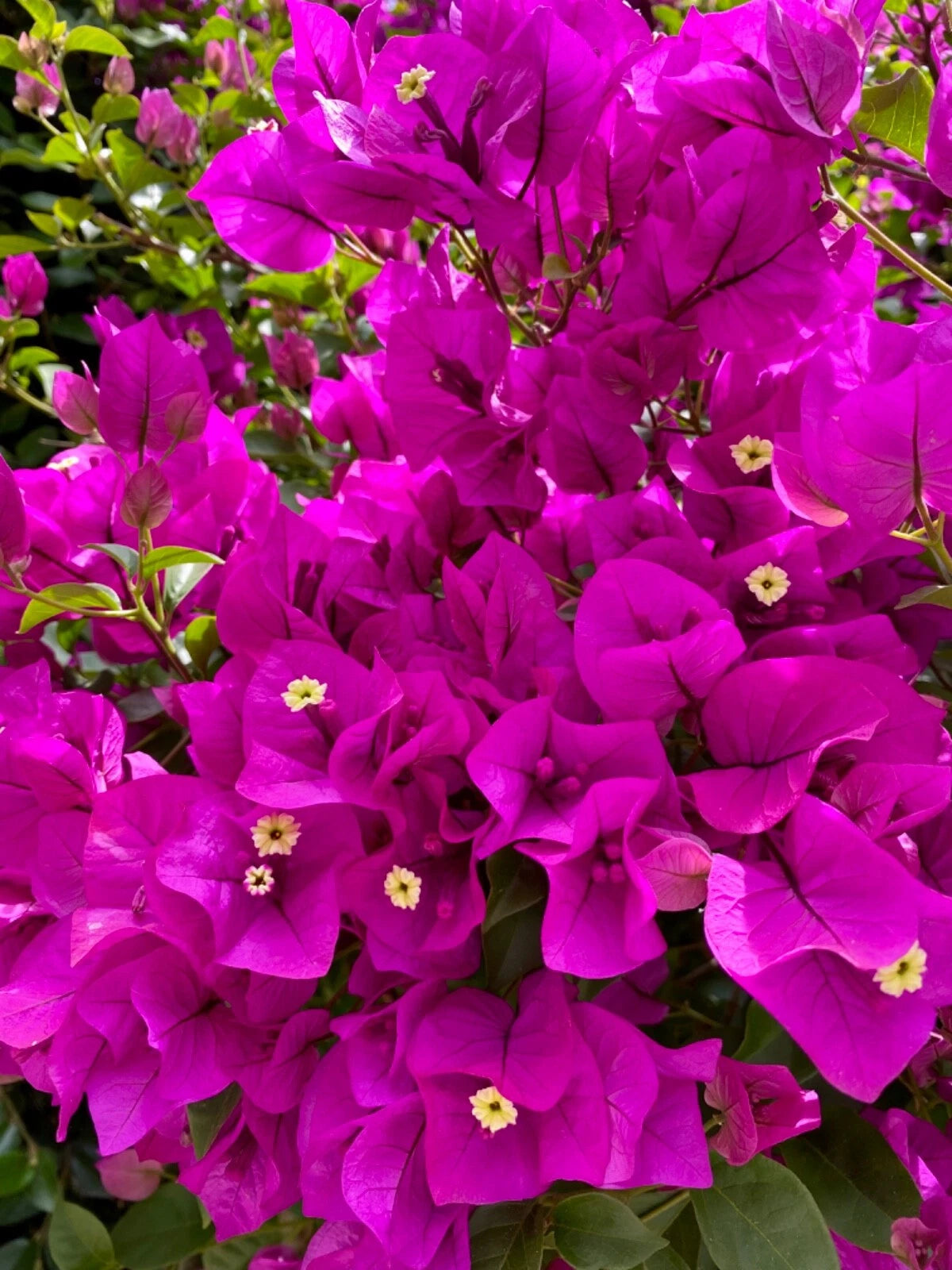 Bougainvillea Cuttings, Fuchsia, 4 Pieces for Planting, Bougainvillea glabra