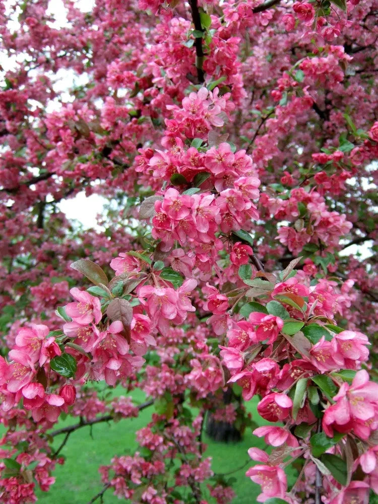 Adams Crabapple Seeds - 25+ Pack for Garden Planting - Malus coronaria - USA