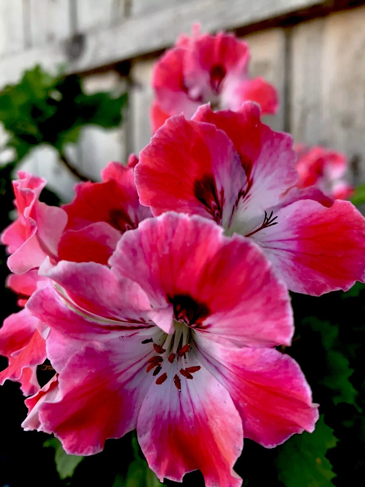 Geranium Plant 8” Reddish Pink/Maroon/White Perennial Live Pelargonium in 3” Pot