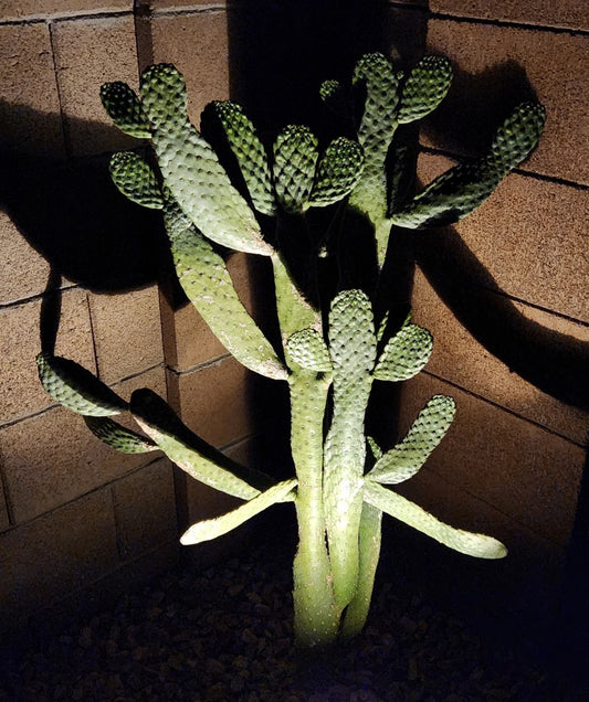 Consolea Rubescens Road Kill Cactus Live Pad Cutting (1) – Unique Succulent Plant for Home or Garden Decor