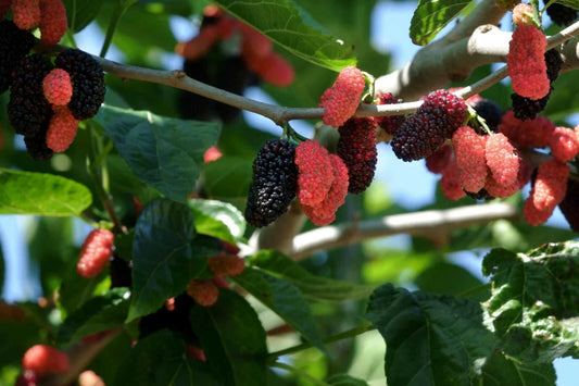 Illinois Everbearing Mulberry Live Plant - Morus alba, Instant Fruit, Starter Plant, Free Shipping