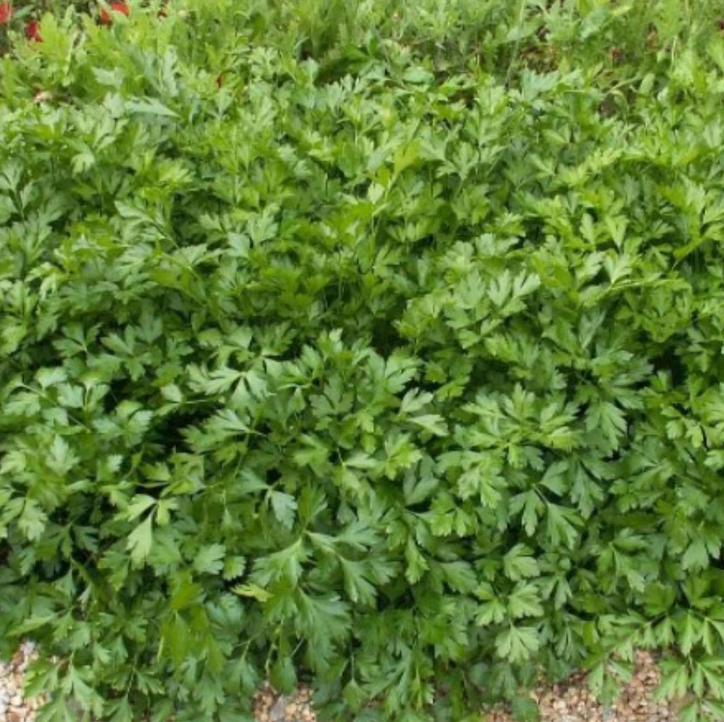 Italian Giant Parsley Seeds, Heirloom Flat-Leaf Variety, 4000 Seeds, Petroselinum crispum