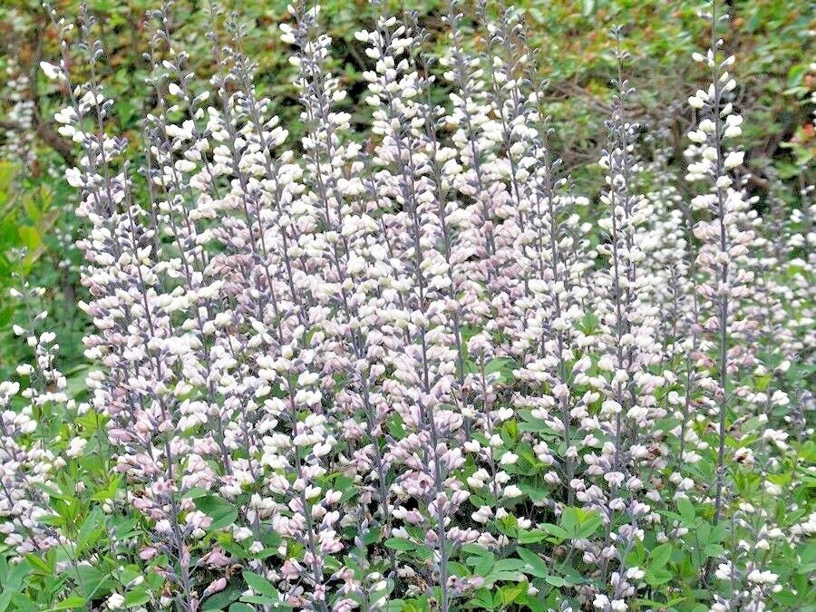 50+ White Wild False Indigo Seeds - Native Wildflower Perennial, Nitrogen-Fixing (Baptisia alba)