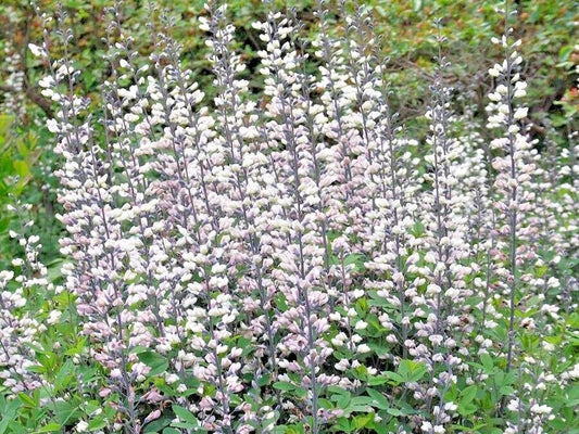 50+ White Wild False Indigo Seeds - Native Wildflower Perennial, Nitrogen-Fixing (Baptisia alba)