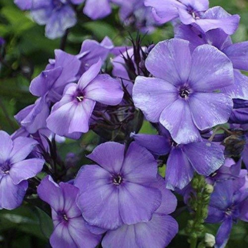 Beauty Blue Phlox Seeds | 50-1,000 Non-GMO Seeds | Phlox divaricata | Free Shipping