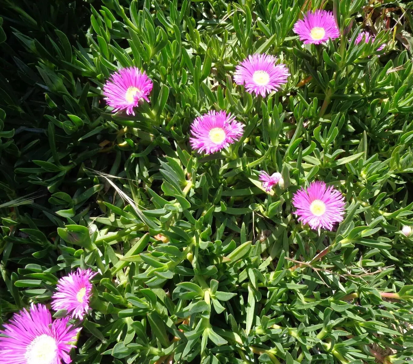 Ice Plant Cuttings 6-Pack 4-7" Purple Pink Ground Cover Succulent Delosperma