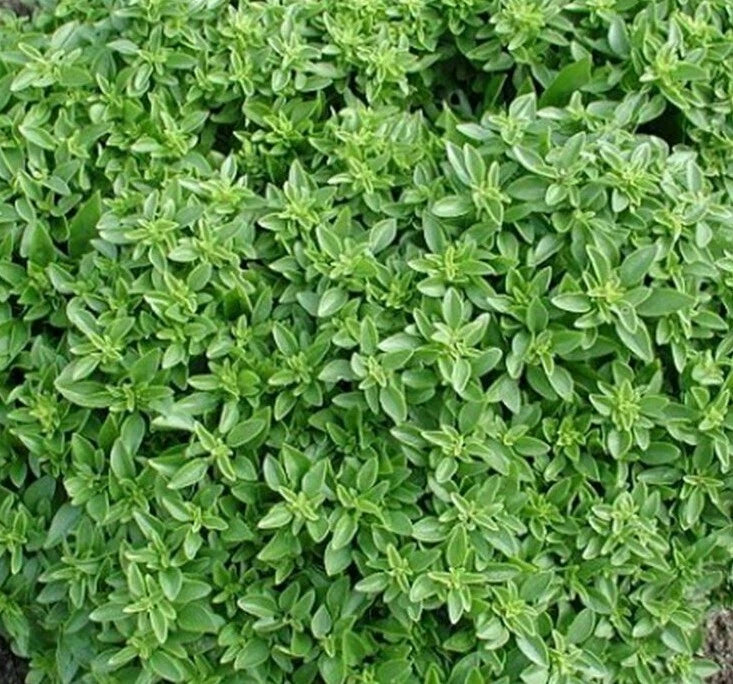 Dwarf Greek Basil Seeds 300+ Non-GMO Annual Herb Spice Ocimum basilicum