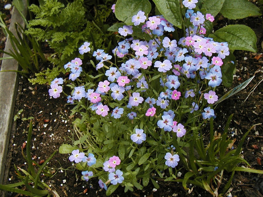 Bird's Eye Seeds - 3150 Seeds - Fragrant Birds Eye - GroCo USA