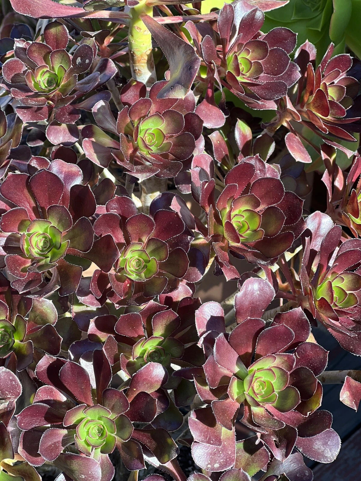Aeonium Voodoo Cutting - Succulent Plant Cutting - Unique Dark Purple Leaves - Aeonium arboreum 'Zwartkop'
