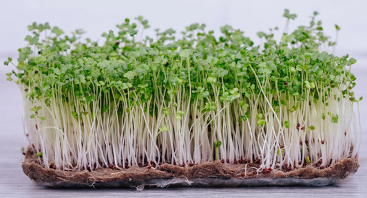 Broccoli Microgreen Seeds | 9,000+ Non-GMO Bulk Seeds | Fresh Garden Variety | Brassica oleracea