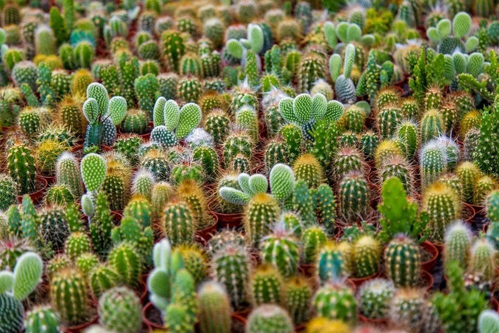 Cacti Seeds Mix - 50+ Seeds - Exotic Varieties - Ships from Iowa, USA - Perfect for Indoor Gardening