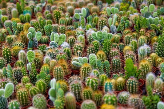 Cacti Seeds Mix - 50+ Seeds - Exotic Varieties - Ships from Iowa, USA - Perfect for Indoor Gardening