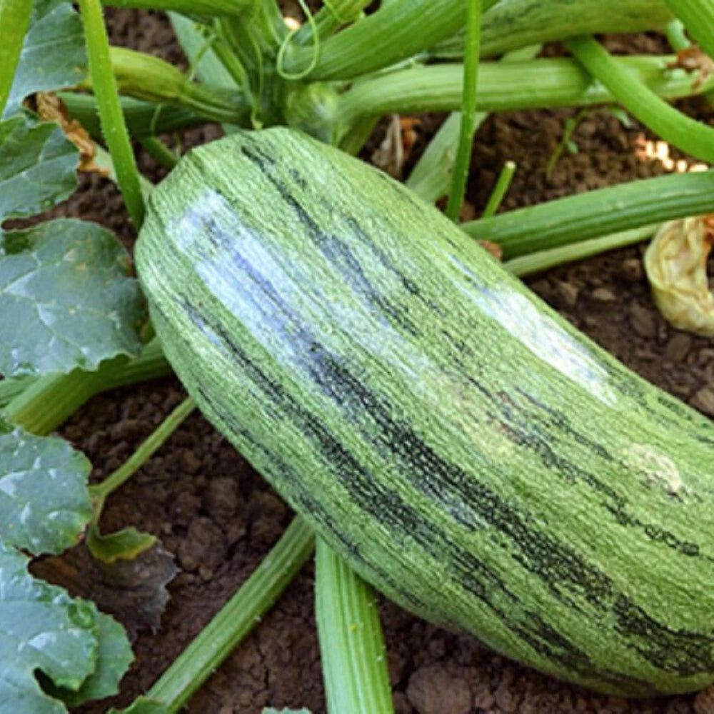 Italian Genovese Squash Seeds | NON-GMO Heirloom Seeds | Vegetable Gardening | Cucurbita pepo