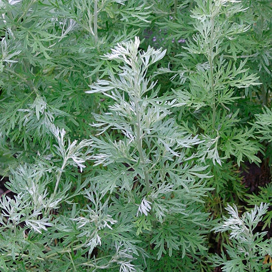 Wormwood Seeds - Fresh Herb Seeds for Planting - Artemisia absinthium