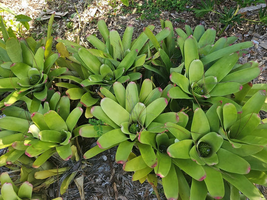 Bromeliad Plant 3.5" Pot Neoregelia cruenta Beach Bloody Florida Grown Live Plant