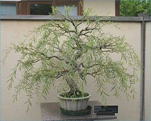 Bonsai Tree Cutting - Thick Trunk Weeping Willow - Salix babylonica - Indoor Plant, Live Tree, Decorative Garden