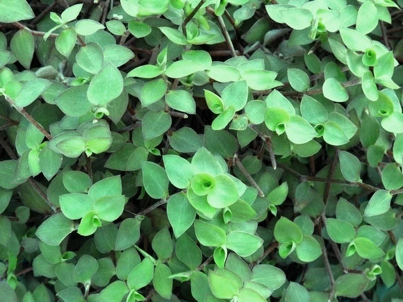30 Cuttings - Dwarf Bolivian Wandering Jew - Tradescantia Minima Callisia Repens - Easy Care Houseplant