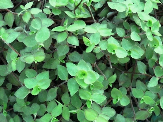 30 Cuttings - Dwarf Bolivian Wandering Jew - Tradescantia Minima Callisia Repens - Easy Care Houseplant