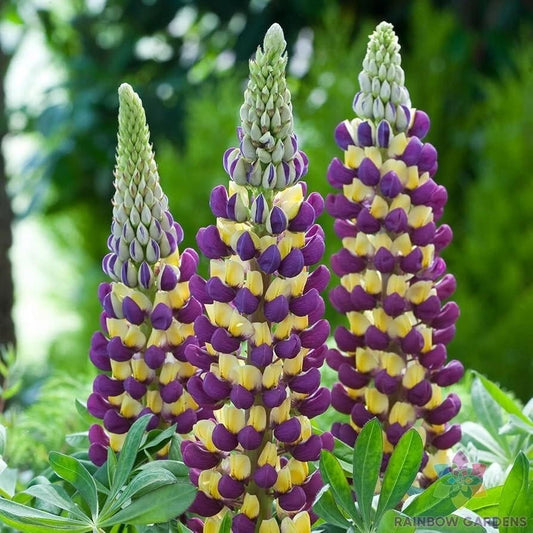 Manhattan Lights Lupine Seeds - 25+ Pack for Garden Planting - Lupinus polyphyllus - USA