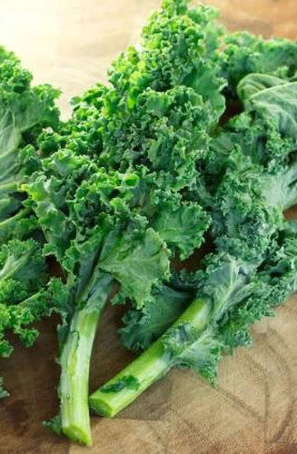 Kale Seeds 200+ Count Dwarf Blue Curled Scotch Kale Vate Blue Curled Kale (Brassica oleracea) USA