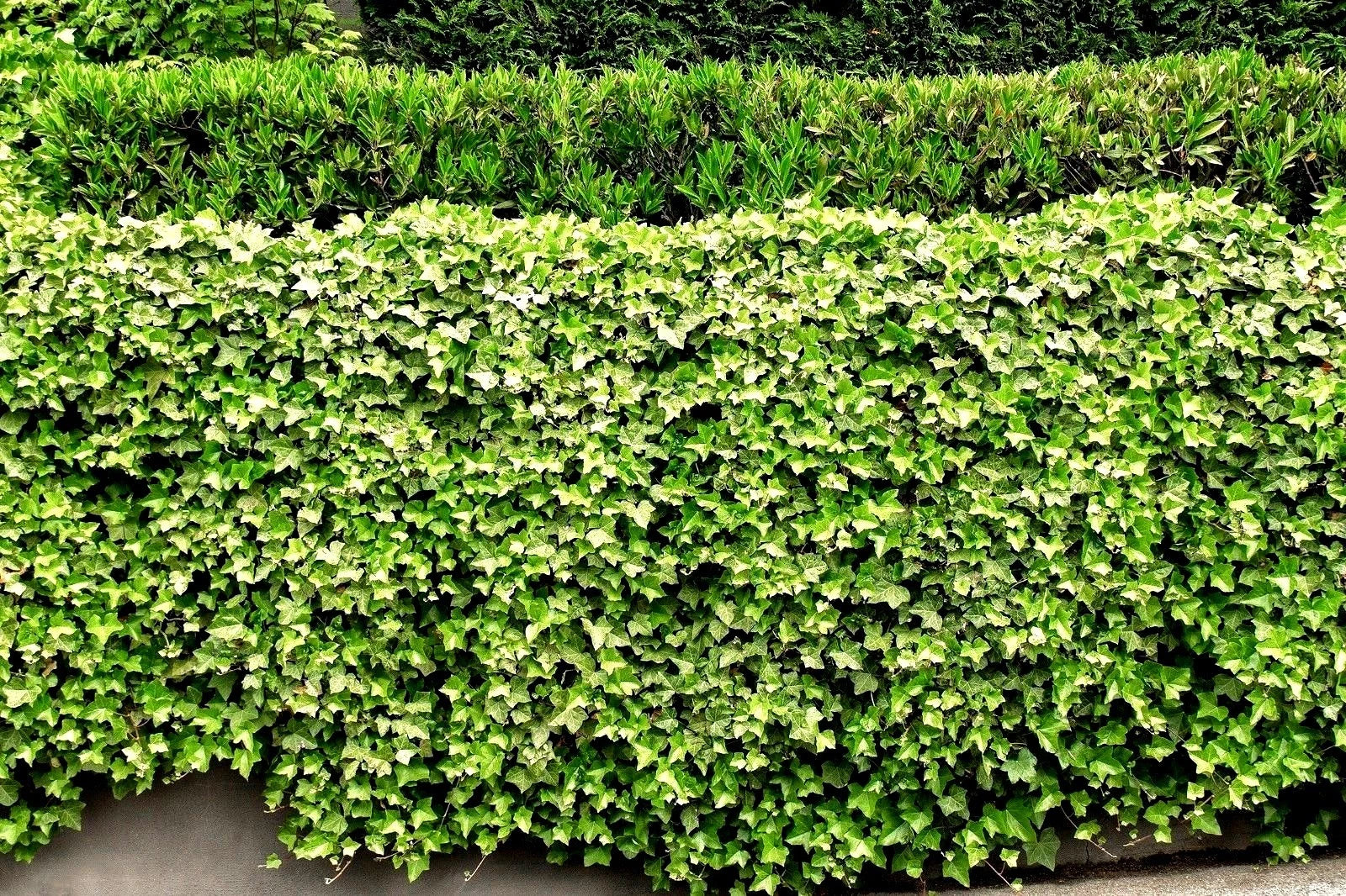 English Ivy Live Roots - 5 Pack - Green Ground Cover Plants - Hedera helix - Perfect for Patios and Lawn Fencing