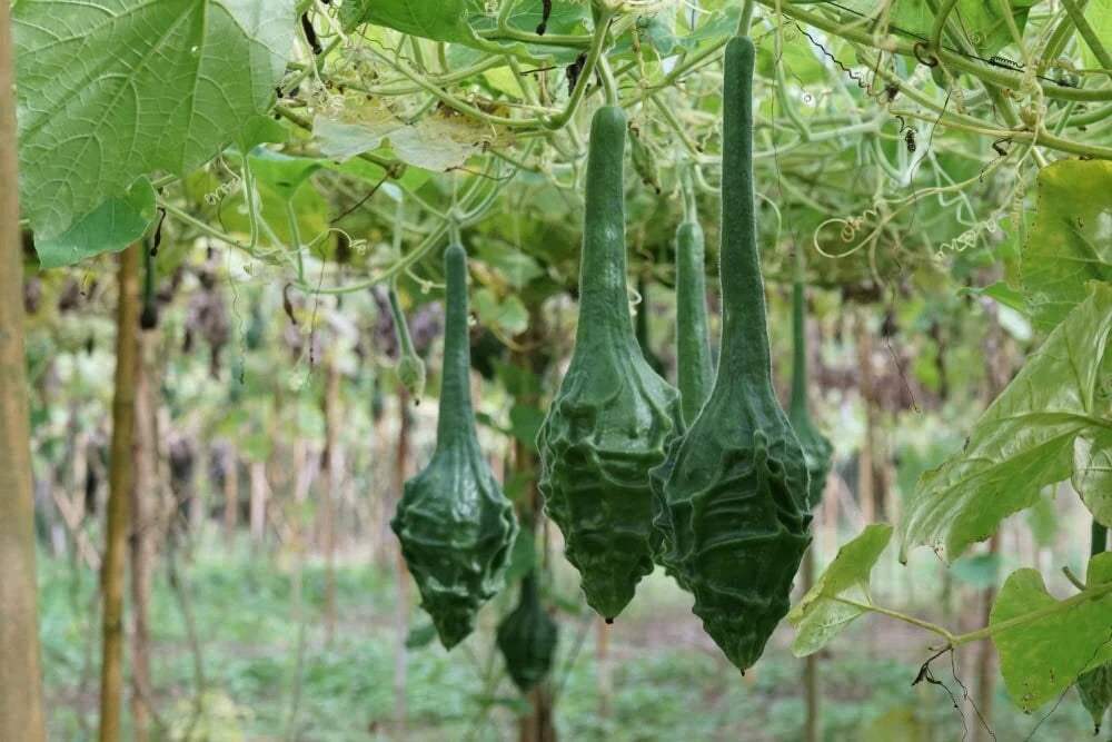 Caveman's Club Gourd Seeds - 20 Seeds - Big Club Shaped Gourds - Lagenaria siceraria