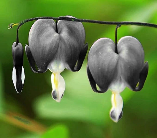 25 Bleeding Heart Seeds - Light Gray Dicentra Spectabilis - Shade Flower Garden Planting 679