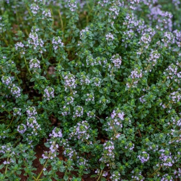 Thyme Seeds 500 Count - German Winter Purple Garden Herb, Fragrant Edible Heirloom, Non-GMO - Perfect for Culinary Use